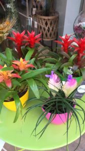 Bromeliáceas